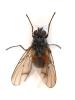 Phaonia subventa